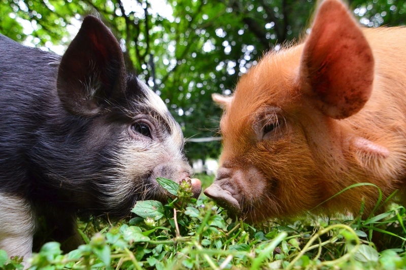 Kune Kune pigs