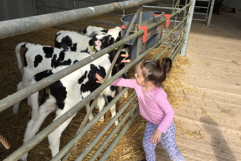 Child stroking baby calves
