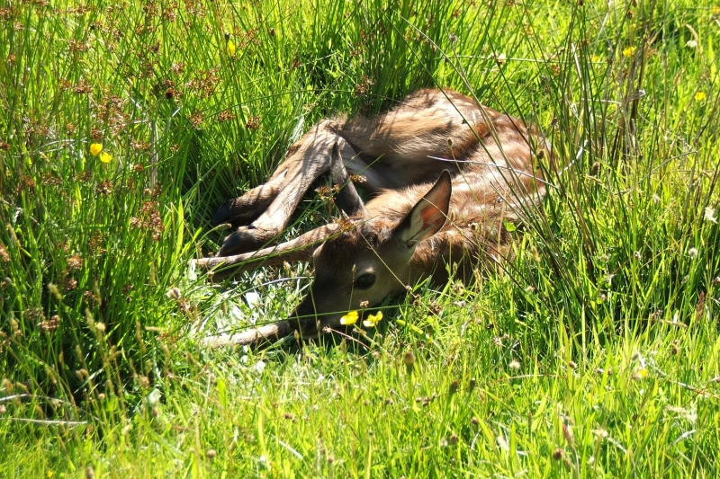 Red deer calf at Hollacombe