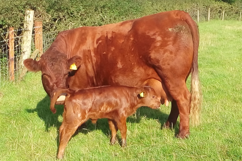 Ruby Red Devon cow & calf
