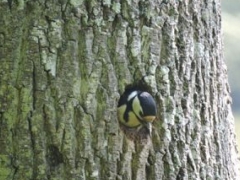 Bird Watching at Spreacombe