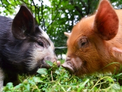 Kune Kune pigs