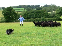 Beautiful tinker at work