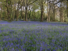 Bluebells at Blackberry Camp