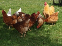 Fresh eggs for breakfast