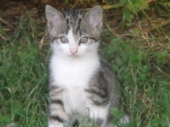 Will you see any young farm animals or any wildlife during your stay at Forda Farm Bed and Breakfast, near Holsworthy and Bude, EX22 7BS.