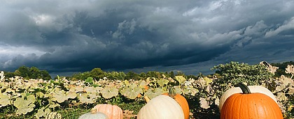 Where To Pumpkin Pick in Devon