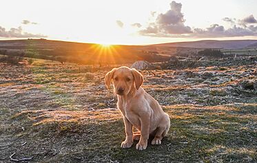 Dog Friendly Holidays in Devon